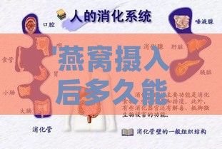 '燕窝摄入后多久能完成消化吸收过程'