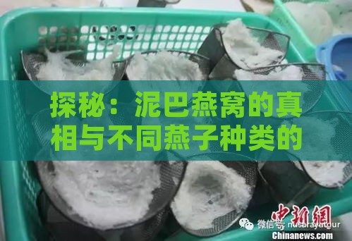 探秘：泥巴燕窝的真相与不同燕子种类的食用习惯