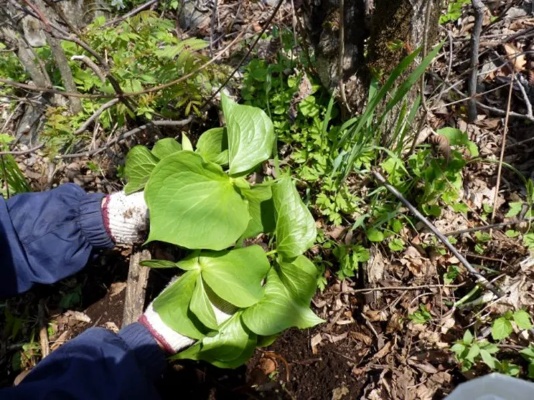 探索山上野生草药资源：种类、功效与采集指南