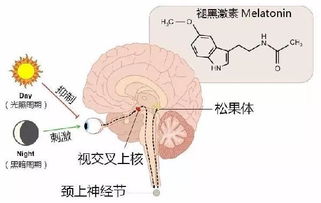 探究燕窝钠含量高的原因及其对健康的影响