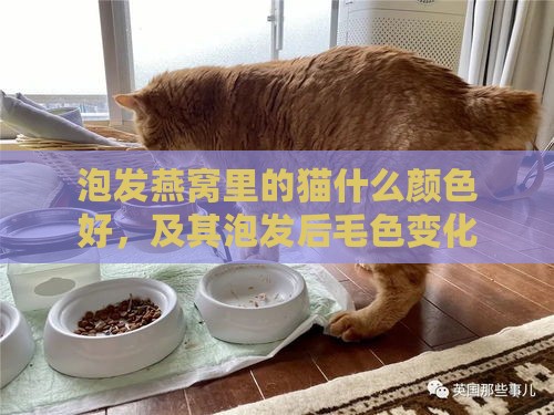 泡发燕窝里的猫什么颜色好，及其泡发后毛色变化