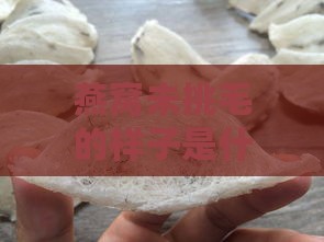 燕窝未挑毛的样子是什么：完整的原始形态解析