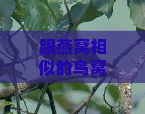 跟燕窝相似的鸟窝叫什么鸟：类似燕窝的食材与鸟名一览