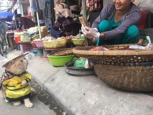 卖燕窝的人群叫什么群名