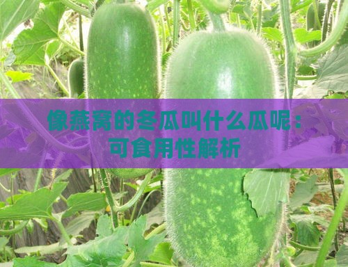 像燕窝的冬瓜叫什么瓜呢：可食用性解析