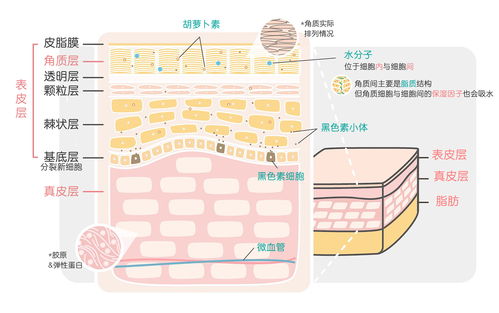 揭秘燕窝表面白色物质：成因、成分及食用安全性分析