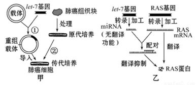 探究燕窝成分中对抗癌细胞的有效物质