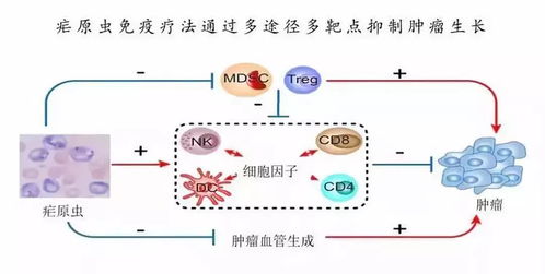 探究燕窝成分中对抗癌细胞的有效物质