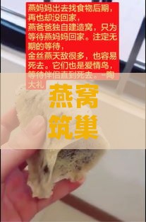 燕窝筑巢门口，是吉兆还是隐患？