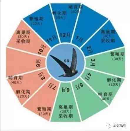 四川燕窝产量与分布：揭秘四川是否生产燕窝及其特点