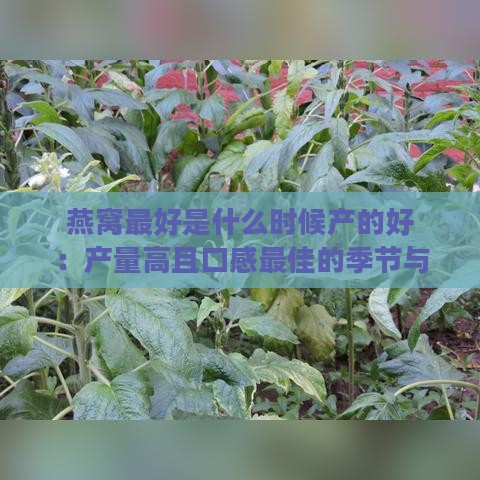 燕窝更好是什么时候产的好：产量高且口感更佳的季节与食用时机解析