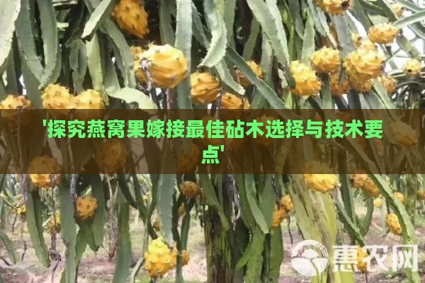 '探究燕窝果嫁接更佳砧木选择与技术要点'