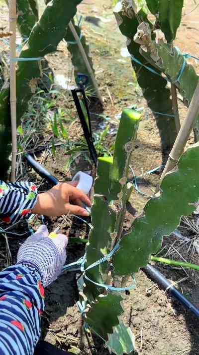 '探究燕窝果嫁接更佳砧木选择与技术要点'