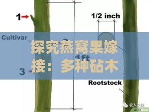 探究燕窝果嫁接：多种砧木选择与适用性分析指南