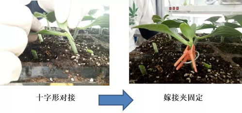 探究燕窝果嫁接：多种砧木选择与适用性分析指南