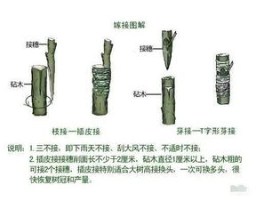 探究燕窝果嫁接：多种砧木选择与适用性分析指南