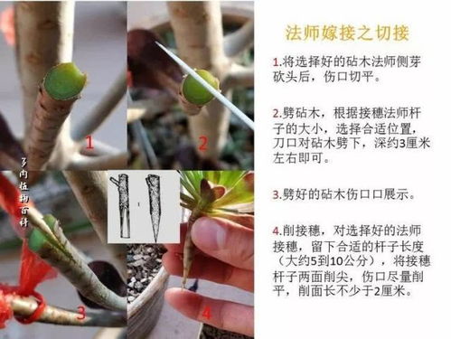 探究燕窝果嫁接：多种砧木选择与适用性分析指南