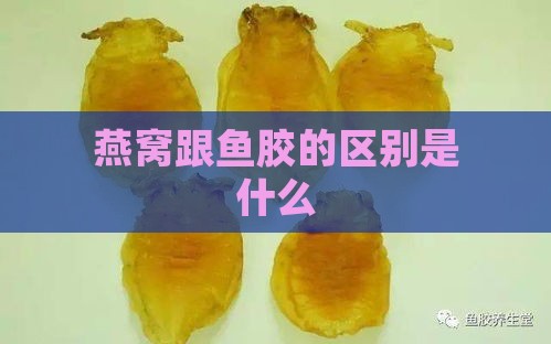 燕窝跟鱼胶的区别是什么