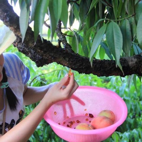 燕窝酸的功能：在食品与饮料中的应用及其作用解析