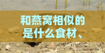 和燕窝相似的是什么食材、品种及鸟类简称