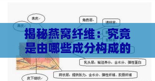 揭秘燕窝纤维：究竟是由哪些成分构成的？