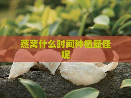 燕窝什么时间种植更佳呢