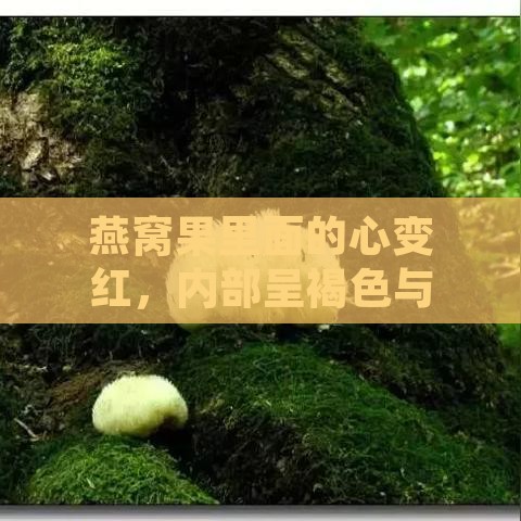 燕窝果里面的心变红，内部呈褐色与黄色交织