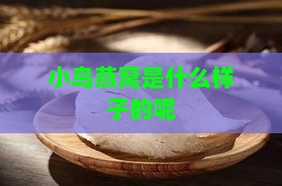 小鸟燕窝是什么样子的呢