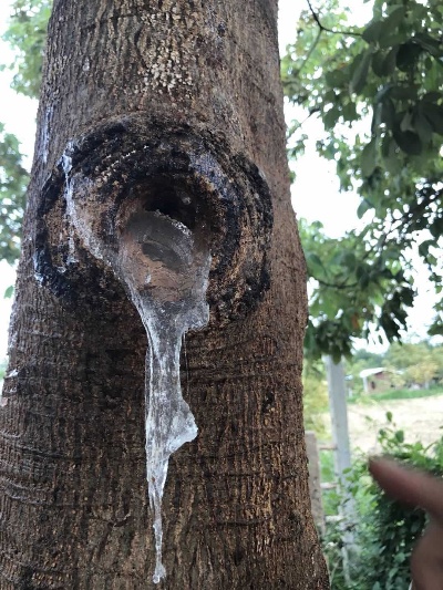 雪燕窝是在什么树上长的