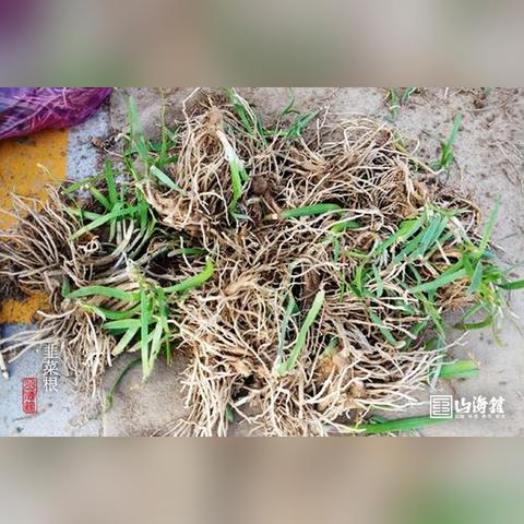 竹燕窝什么味道推荐喝的