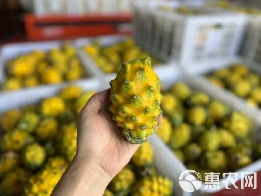 麒麟燕窝果有哪些产地：产地特点、批发价、营养价值及礼盒选购指南