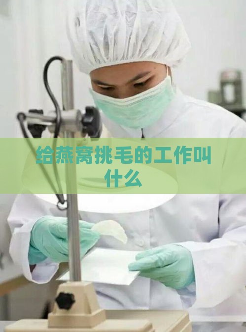 给燕窝挑毛的工作叫什么