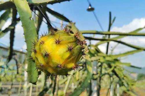 燕窝果种植环境要求及适宜地区详析