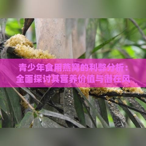 青少年食用燕窝的利弊分析：全面探讨其营养价值与潜在风险