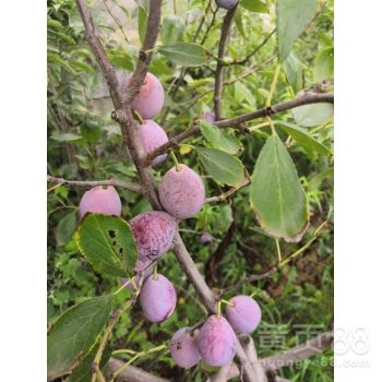 湛江燕窝果种植基地：品种介绍、种植技术、采摘与销售全攻略