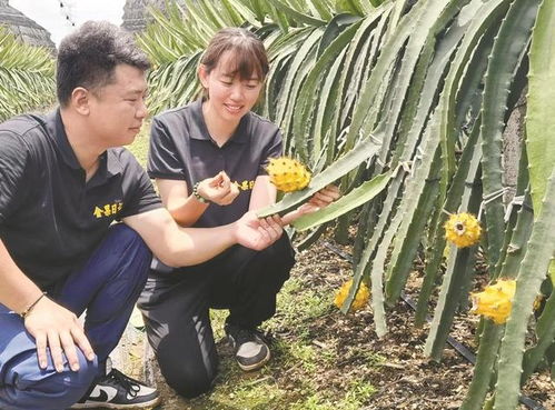 湛江燕窝果种植基地：品种介绍、种植技术、采摘与销售全攻略