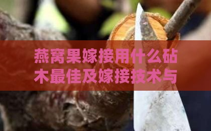 燕窝果嫁接用什么砧木更佳及嫁接技术与日常管理