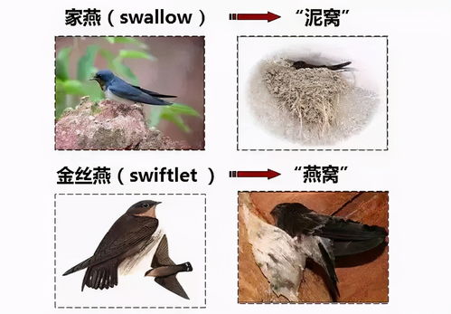 揭秘：屋檐下最常见的燕窝所属鸟种及其特点