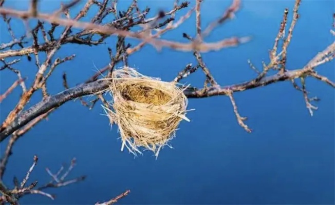 什么鸟把鸟窝建的很低不怕人，什么鸟建在高处，什么鸟在地面上建造窝？