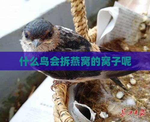 什么鸟会拆燕窝的窝子呢