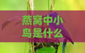 燕窝中小鸟是什么意思啊