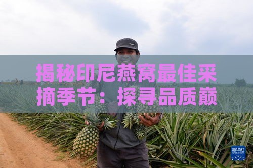 揭秘印尼燕窝更佳采摘季节：探寻品质巅峰时刻