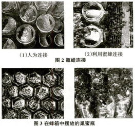 探究燕窝佳品：龙舌盏与龙牙的差异对比解析