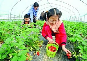 燕窝收获季节详解：全年燕窝采摘时间与更佳食用期指南