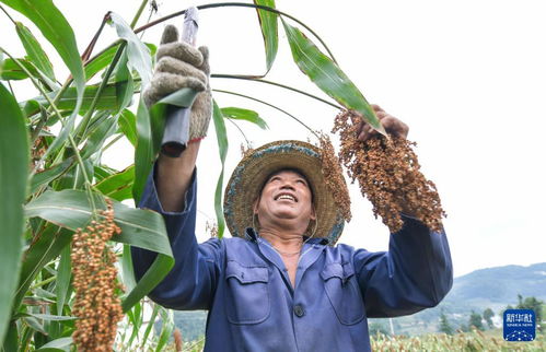 燕窝收获季节详解：全年燕窝采摘时间与更佳食用期指南