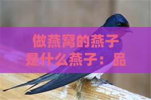 做燕窝的燕子是什么燕子：品种、特征及学名解析