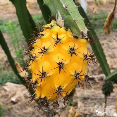 燕窝果压枝条的更佳时机与技巧：全面解答种植管理与促生长疑问