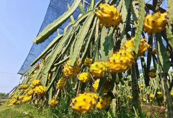 燕窝果全生育周期解析：从种植到结果的年限及关键养护要点