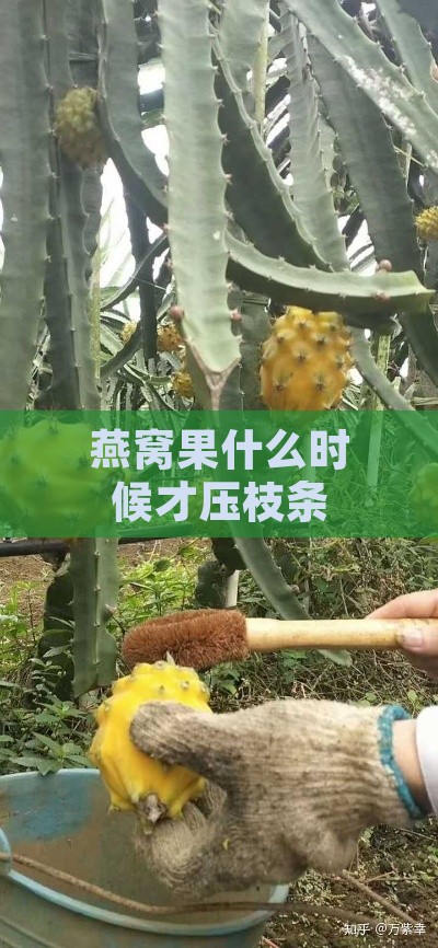 燕窝果什么时候才压枝条