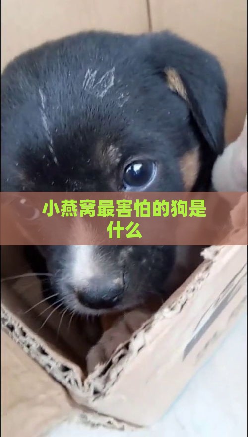 小燕窝最害怕的狗是什么